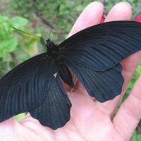 Czarny Motyl