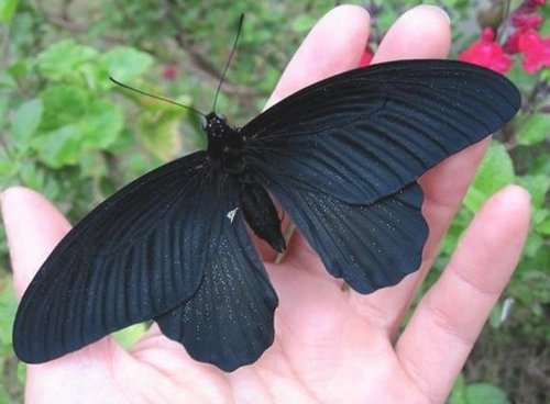 Czarny Motyl