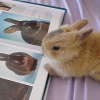 Czytający króliczek
