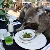 Do tej potrawy, potrzebny będzie eukaliptus...