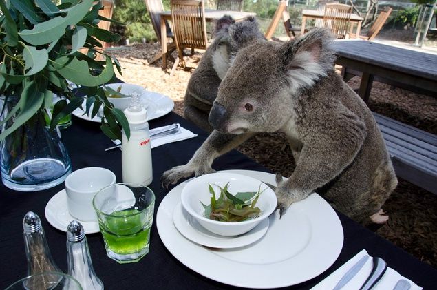 Do tej potrawy, potrzebny będzie eukaliptus...