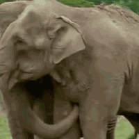 Dwa cyrkowe słonie po 22 latach rozłąki