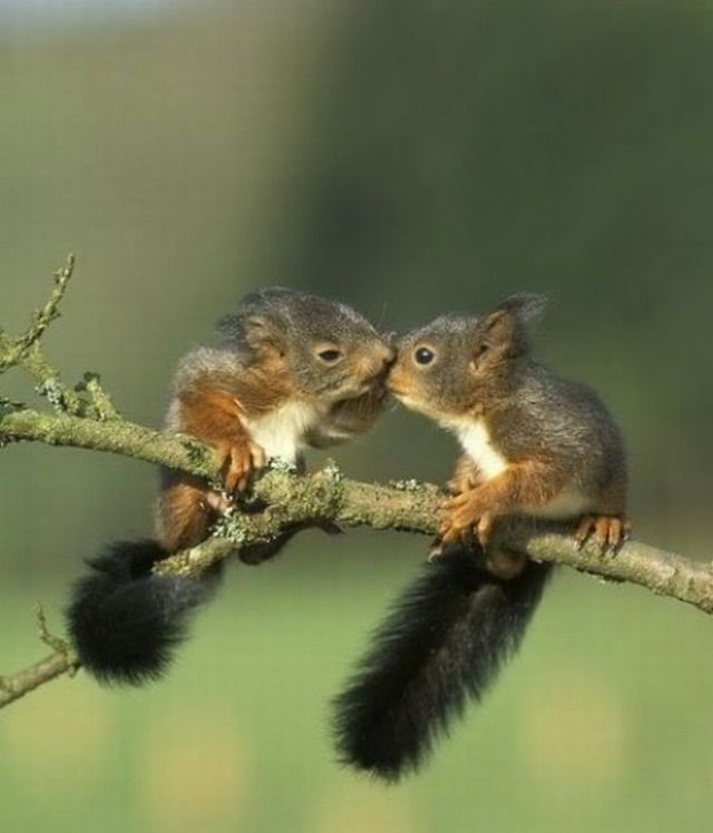 Jesteś moją ulubioną wiewiórką!