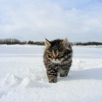 Kociak na śniegu