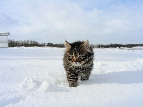 Kociak na śniegu