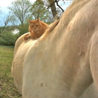 Kot na koniu