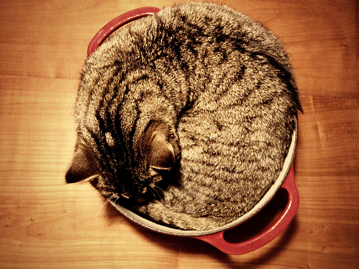 Kot przybiera kształt naczynia, w którym się znajduje