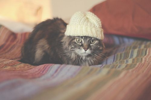 Kot w czapce