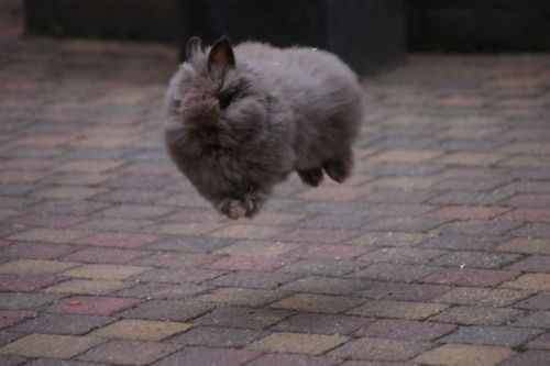 Latający królik