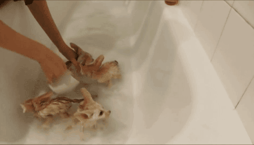 Liski w kąpieli