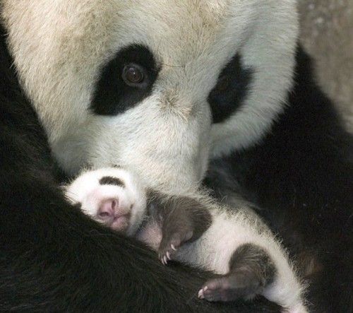 Mała i duża panda