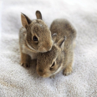Małe króliczki