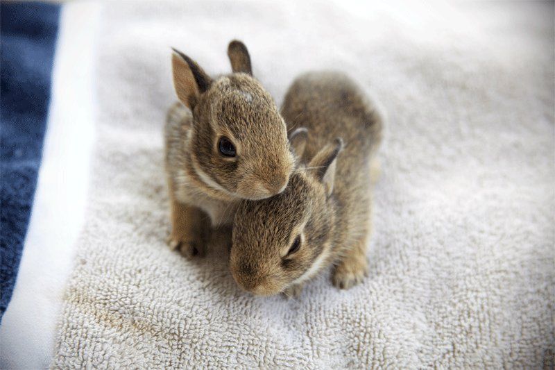 Miejsce 19: Małe króliczki