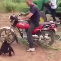 Małpka też chce jechać