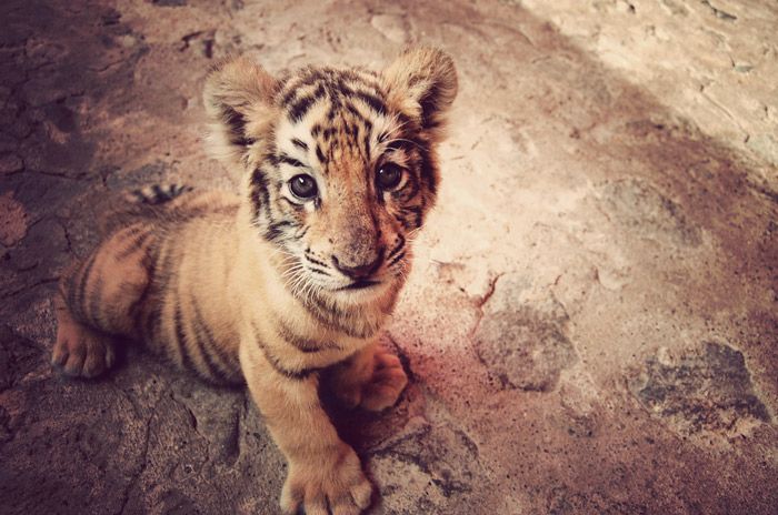 Mały tygrysik