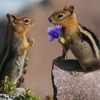 Moja piękna, przyniosłem kwiat dla Ciebie!
