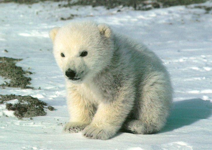 Niedźwiadek polarny
