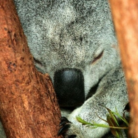 Och, mój Eukaliptusie, kocham Cię