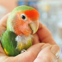 Papugowy słodziak