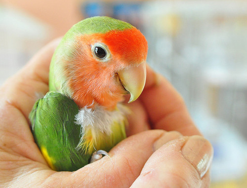 Papugowy słodziak