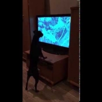 pies ogląda tv