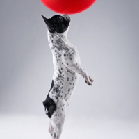 Pies żongler