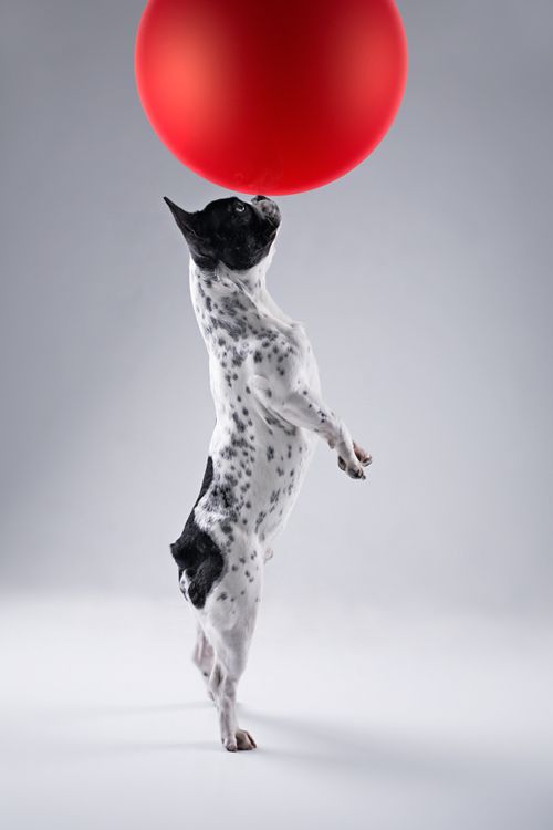 Pies żongler
