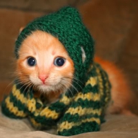 Kociak w sweterku
