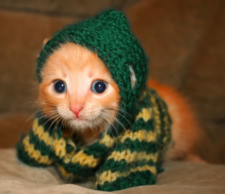 Kociak w sweterku