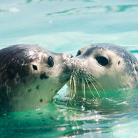 Pocałunek w wodzie