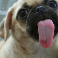 Popatrz na mój język!