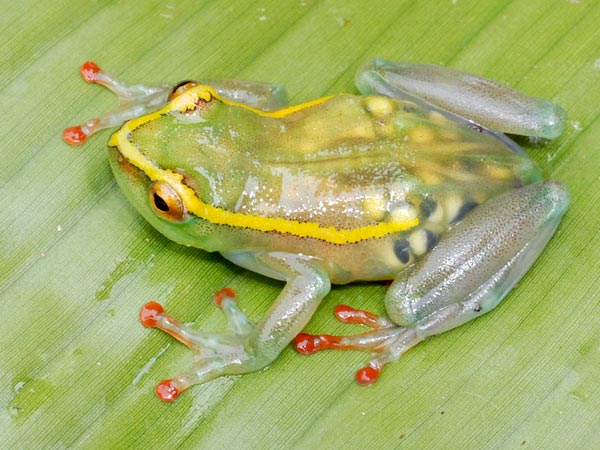 Przezroczysta żaba