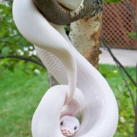 Pyton albinos