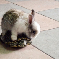 Ruszaj się, mój żółwiu