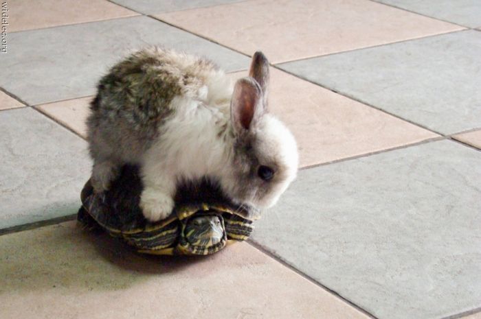 Ruszaj się, mój żółwiu