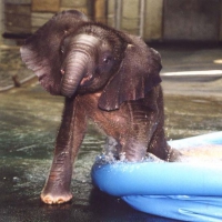 Słoń w kąpieli