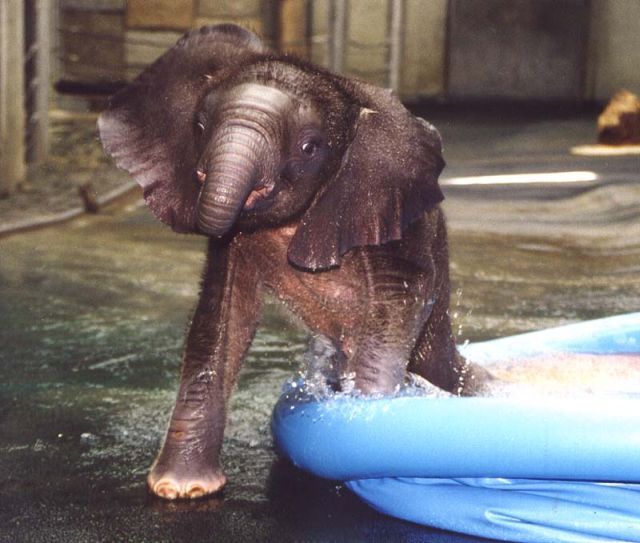 Słoń w kąpieli