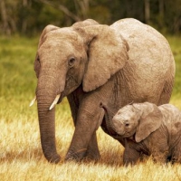 Słonik z mamą
