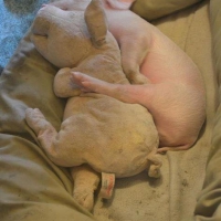 Śpiąca świnka
