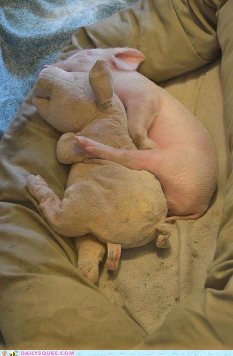 Śpiąca świnka