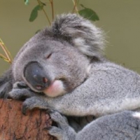 Śpiący misiek Koala