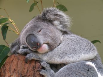 Miejsce 37: Śpiący misiek Koala