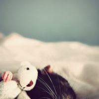 Śpiący szczurek