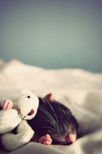 Śpiący szczurek
