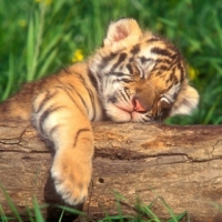 Śpiący tygrysek