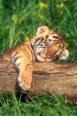 Śpiący tygrysek