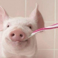 świnio umyj zęby!