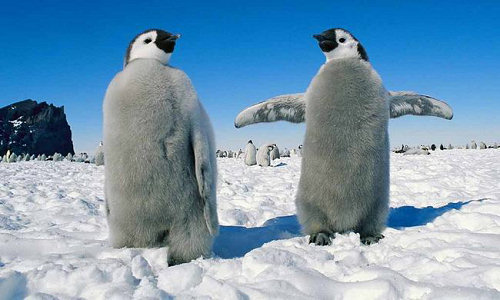 Taniec pingwina