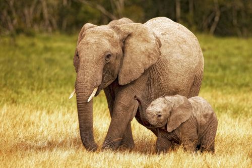 Tato, a co właściwie robią inne słonie?