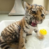 Tygrysek w kąpieli